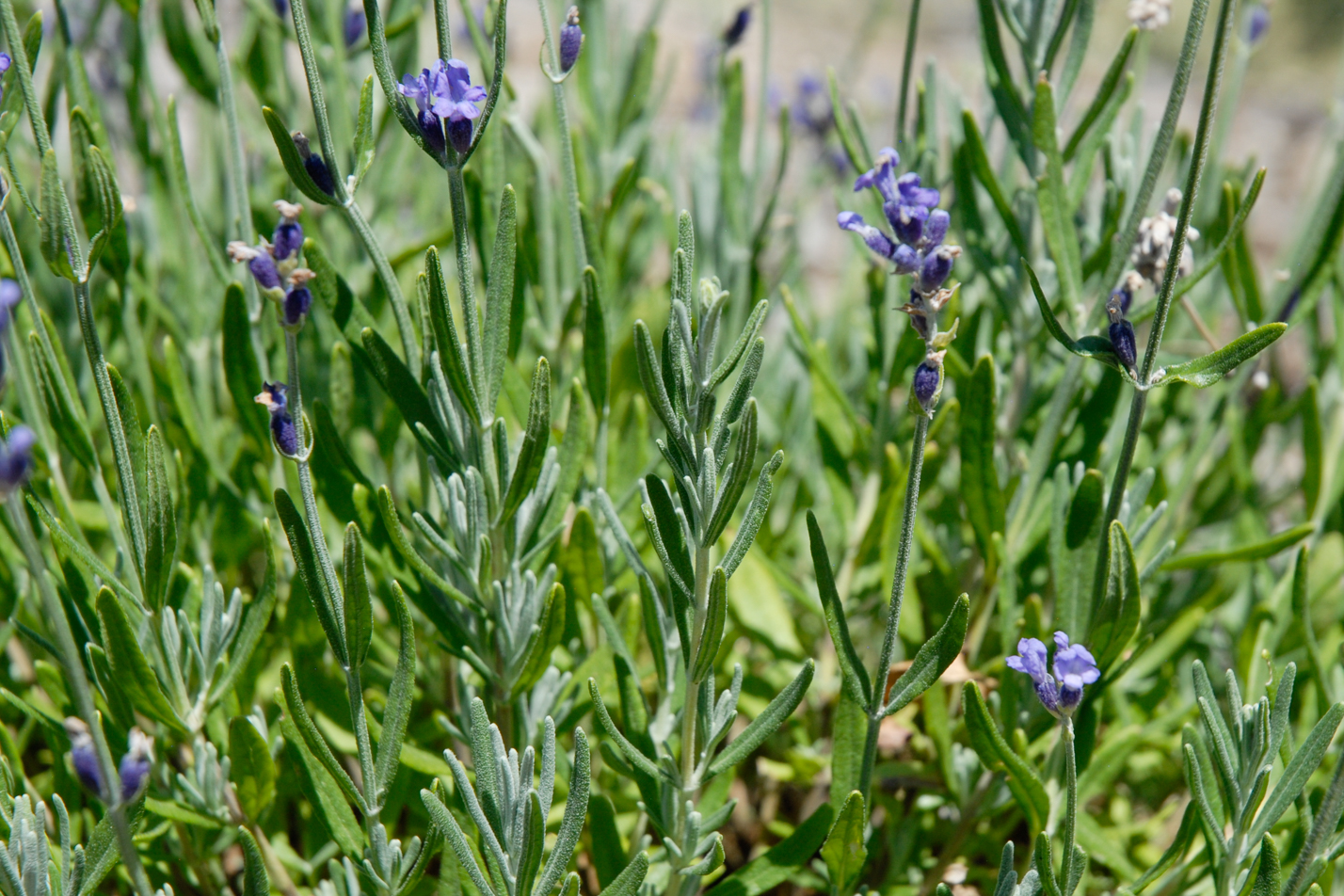 Hidcote English Lavender
